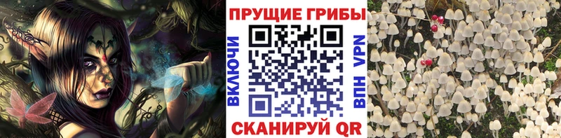 наркошоп  Теберда  Галлюциногенные грибы Magic Shrooms 
